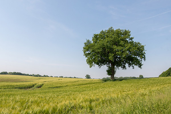 Vente terrain POLMINHAC Cantal