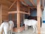 🐎 PADDOCK 🐎

Réalisation d'un paddock et d'un abri pour nos amis les chevaux, sur la commune de JUNHAC (15). 📍

#travaux #monchezmoi